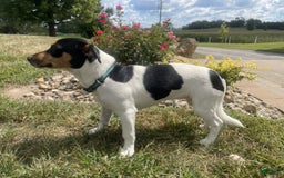 Rat Terrier dogs for sale: Bella - Image 5