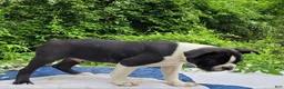 Frenchton dogs for sale: Fanta - Ad 5
