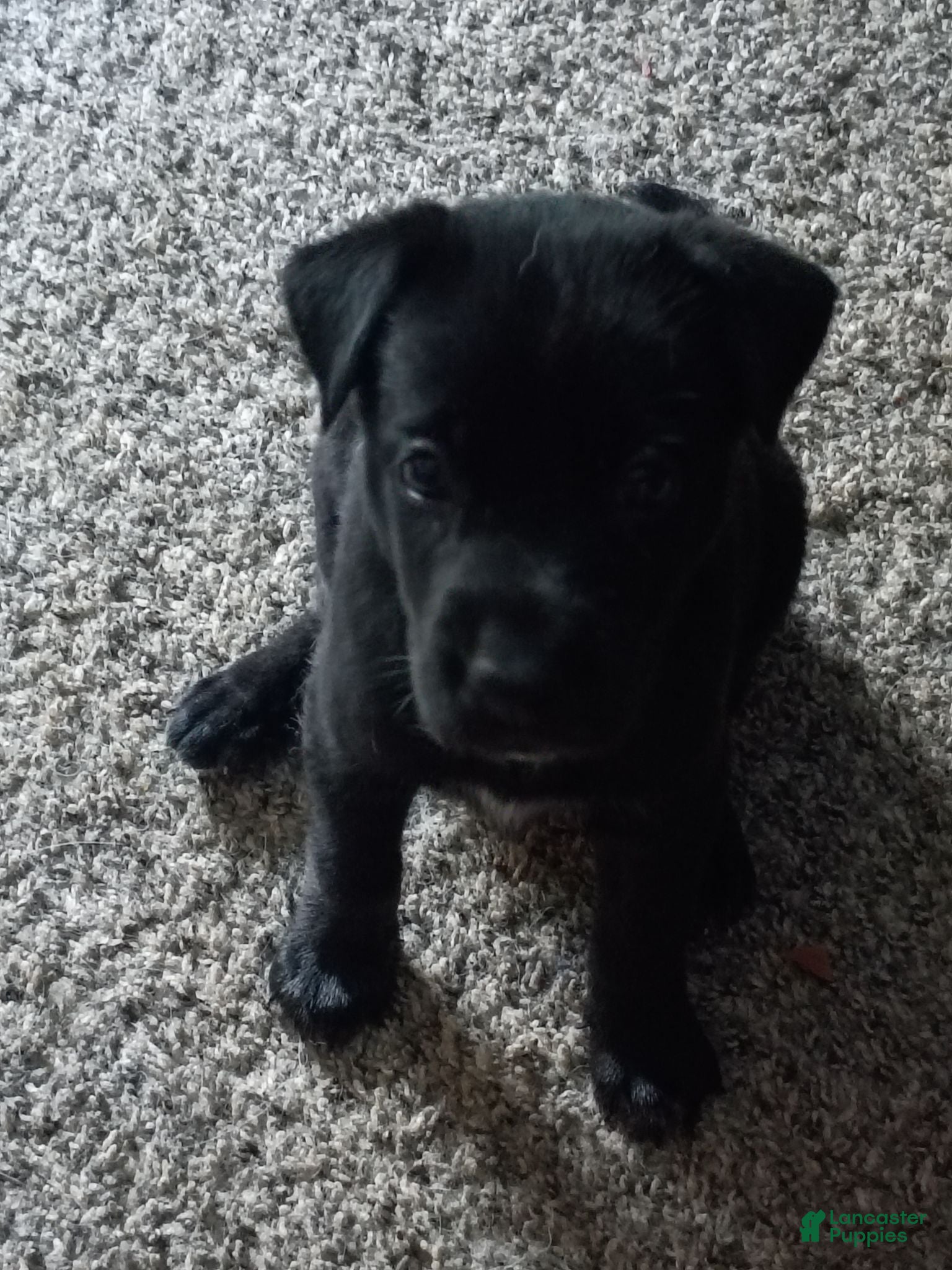 Mixed Breed dogs Mixed Breed 6 - Ad 32