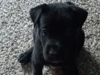 Mixed Breed dogs Mixed Breed 6 - Ad 26