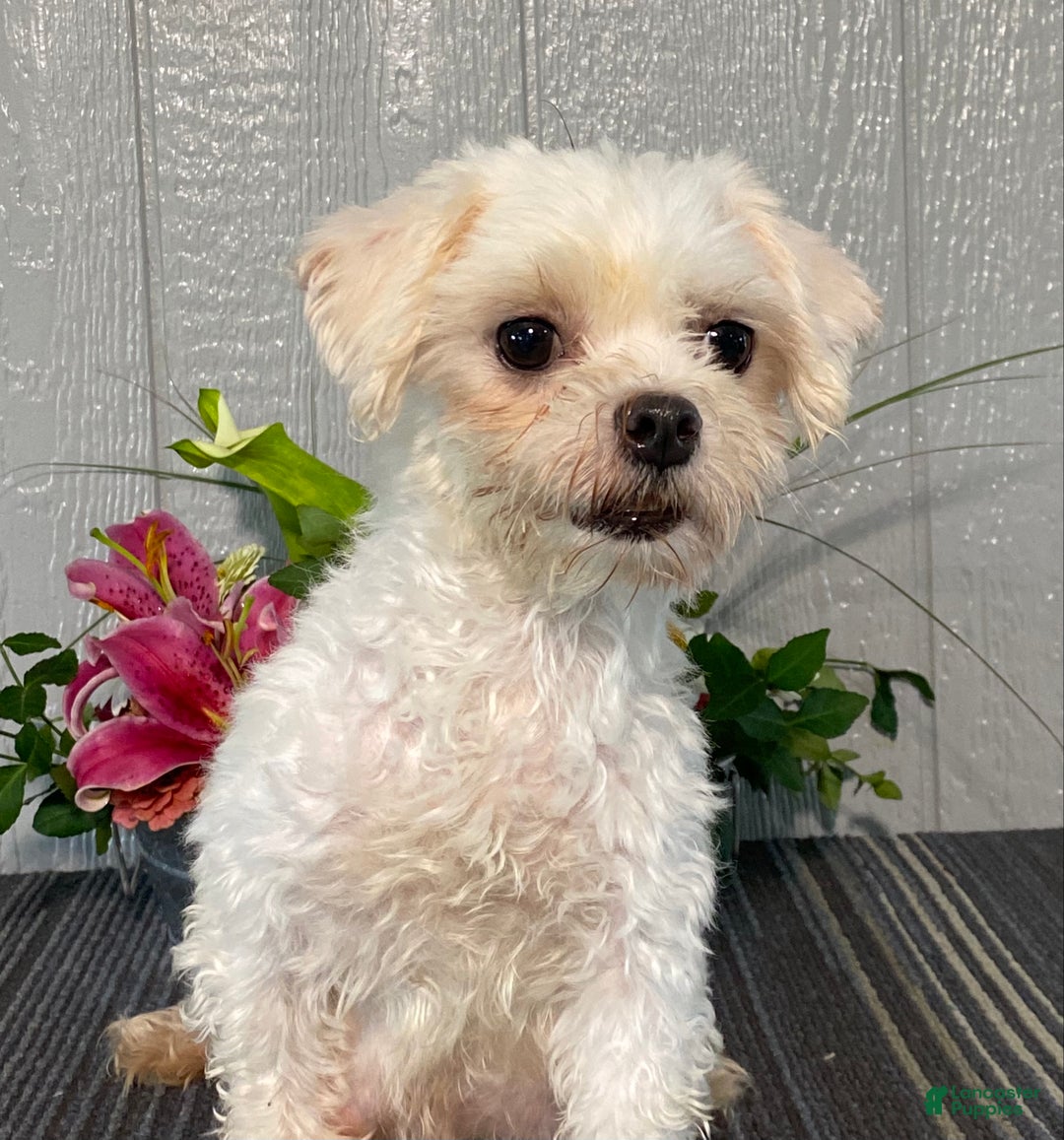 Maltipoo dogs for sale: Joy - Ad 6