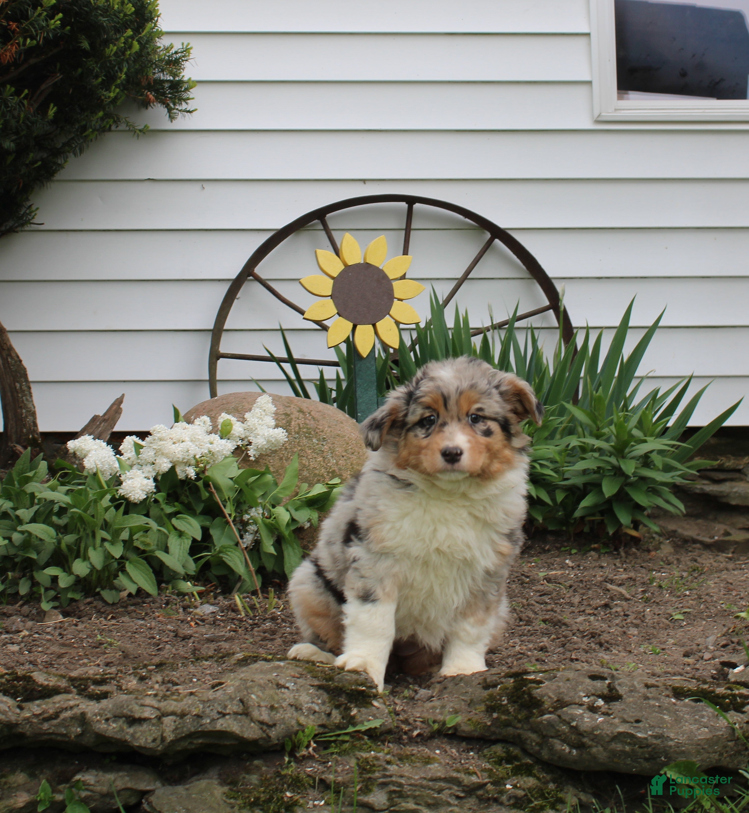 Australian Shepherd dogs Maci - Ad 41