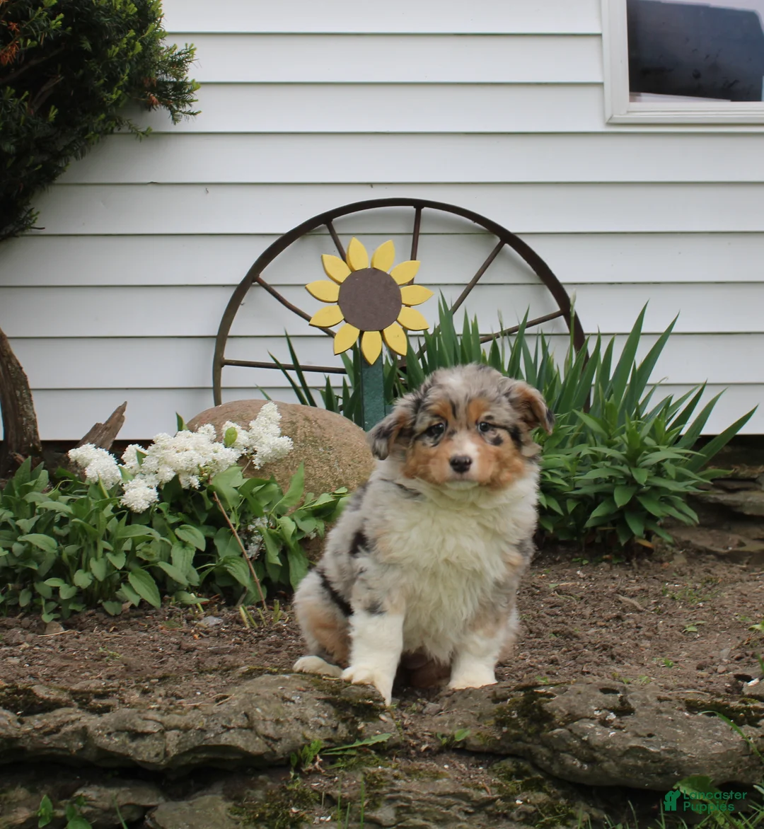 Australian Shepherd dogs for sale: Maci - Ad 1