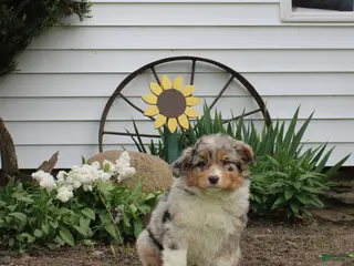 Australian Shepherd dogs Maci - Ad 41