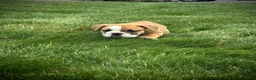 English Bulldog dogs for sale: Rex - Ad 10