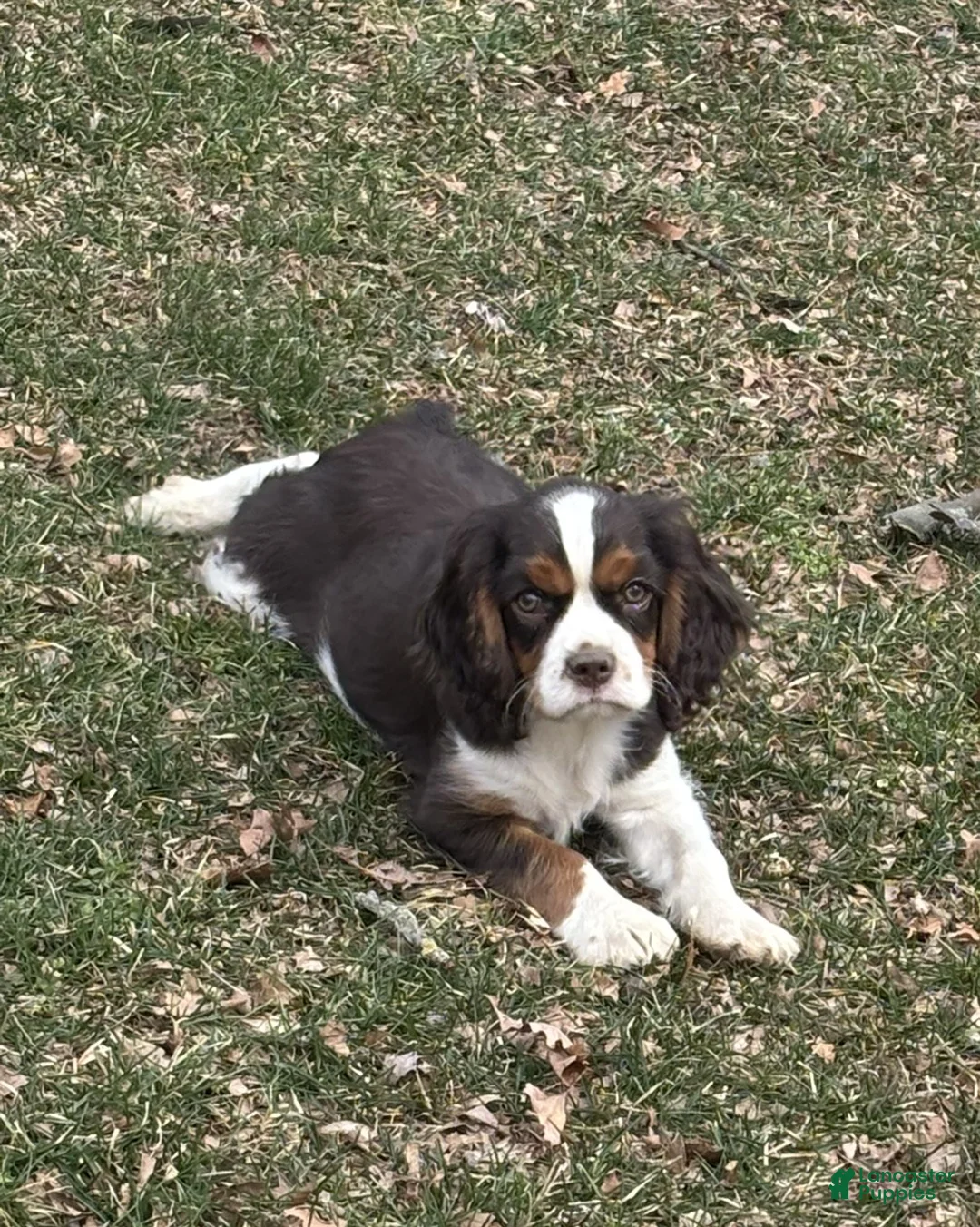 Cavalier King Charles Spaniel dogs for sale: Milo - Ad 1