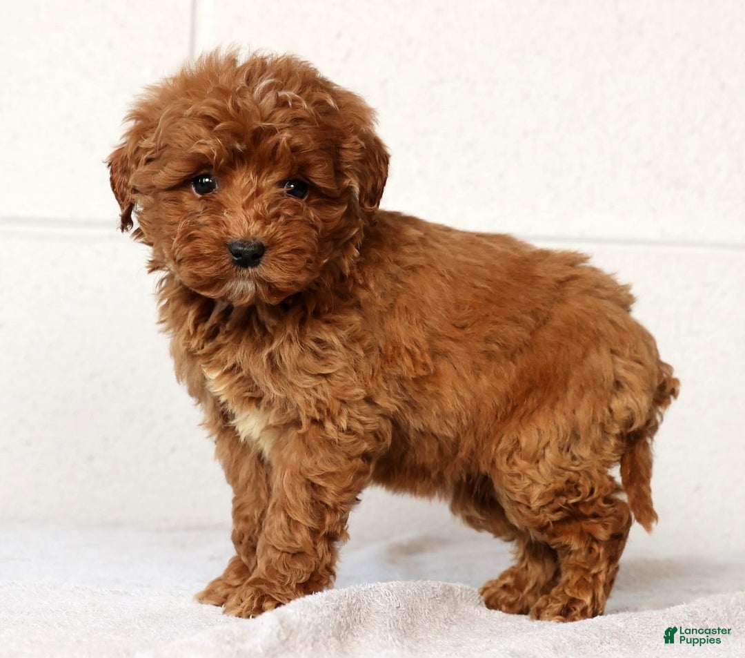 Mini Goldendoodle dogs for sale: Lisa - Ad 2