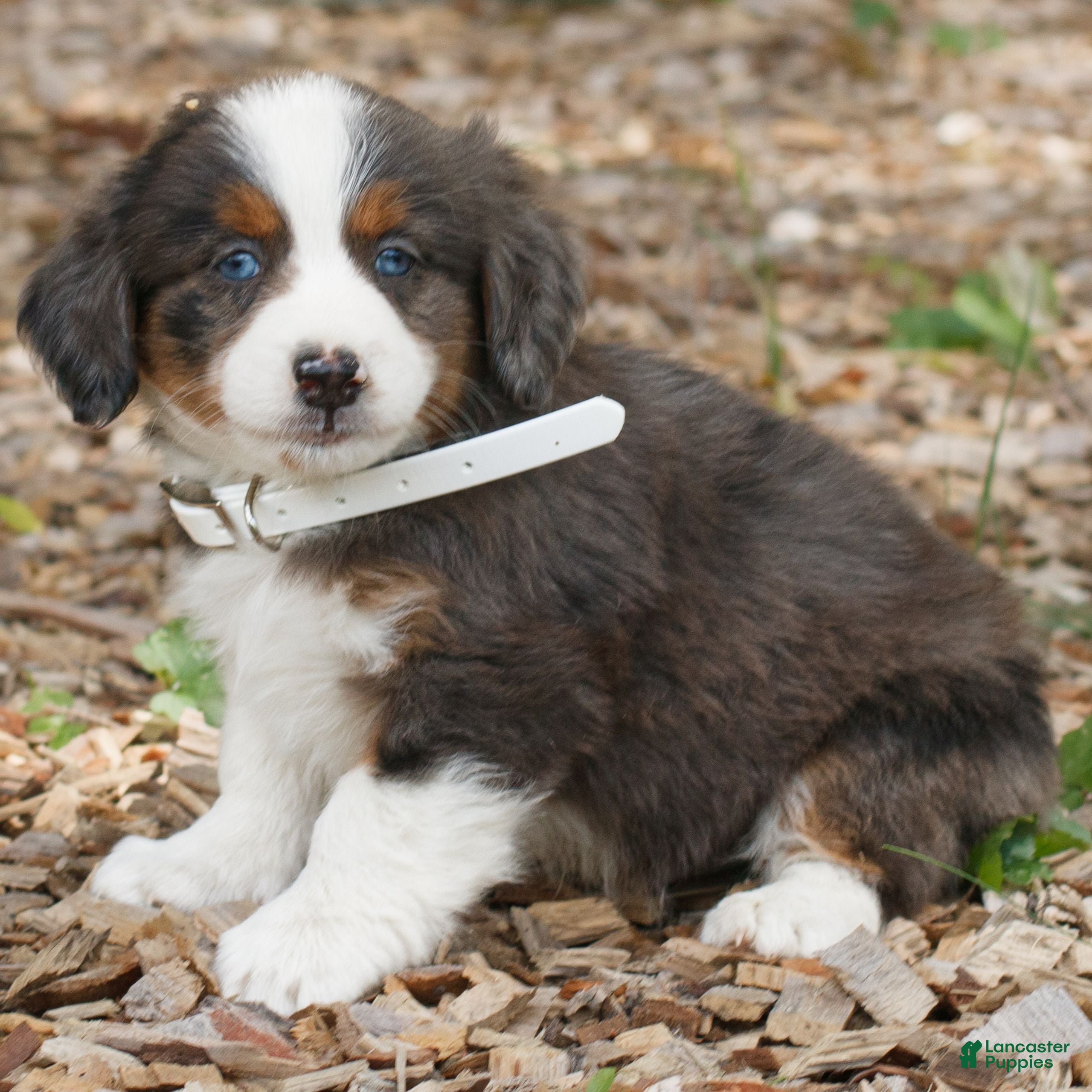 Mini Bernedoodle dogs Caden  - Ad 2