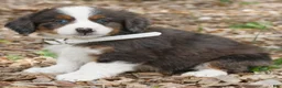 Mini Bernedoodle dogs for sale: Caden  - Ad 2