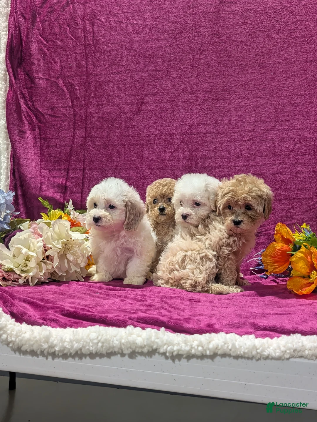 Maltipoo dogs for sale: Natasha  - Ad 5