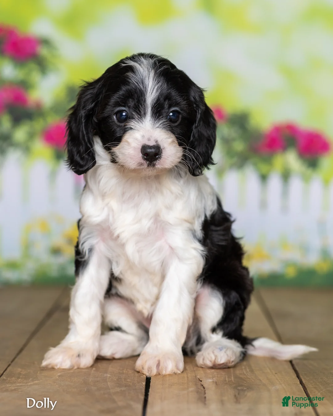 Cavapoo dogs for sale: Dolly - Ad 2