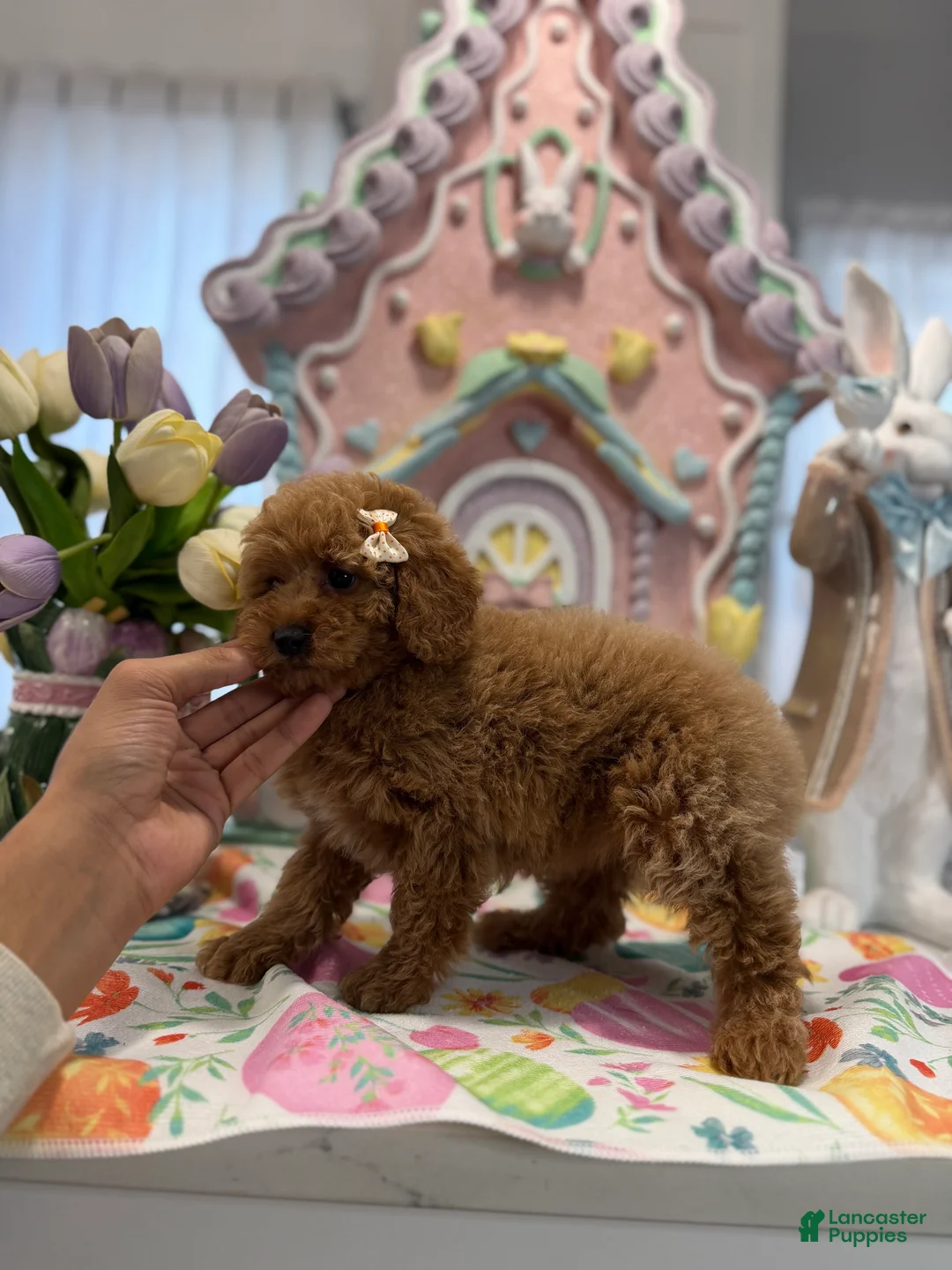 Toy Poodle dogs for sale: Toy Poodle Puppy 2 - Ad 2
