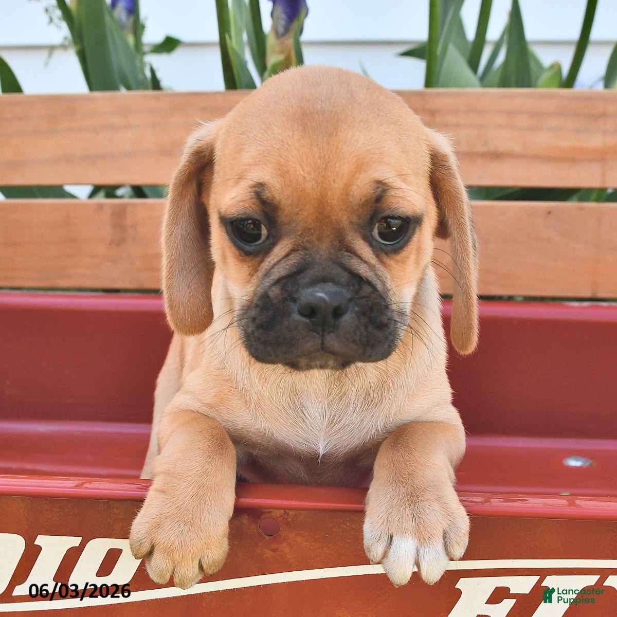 Puggle dogs Sunrise - Ad 1