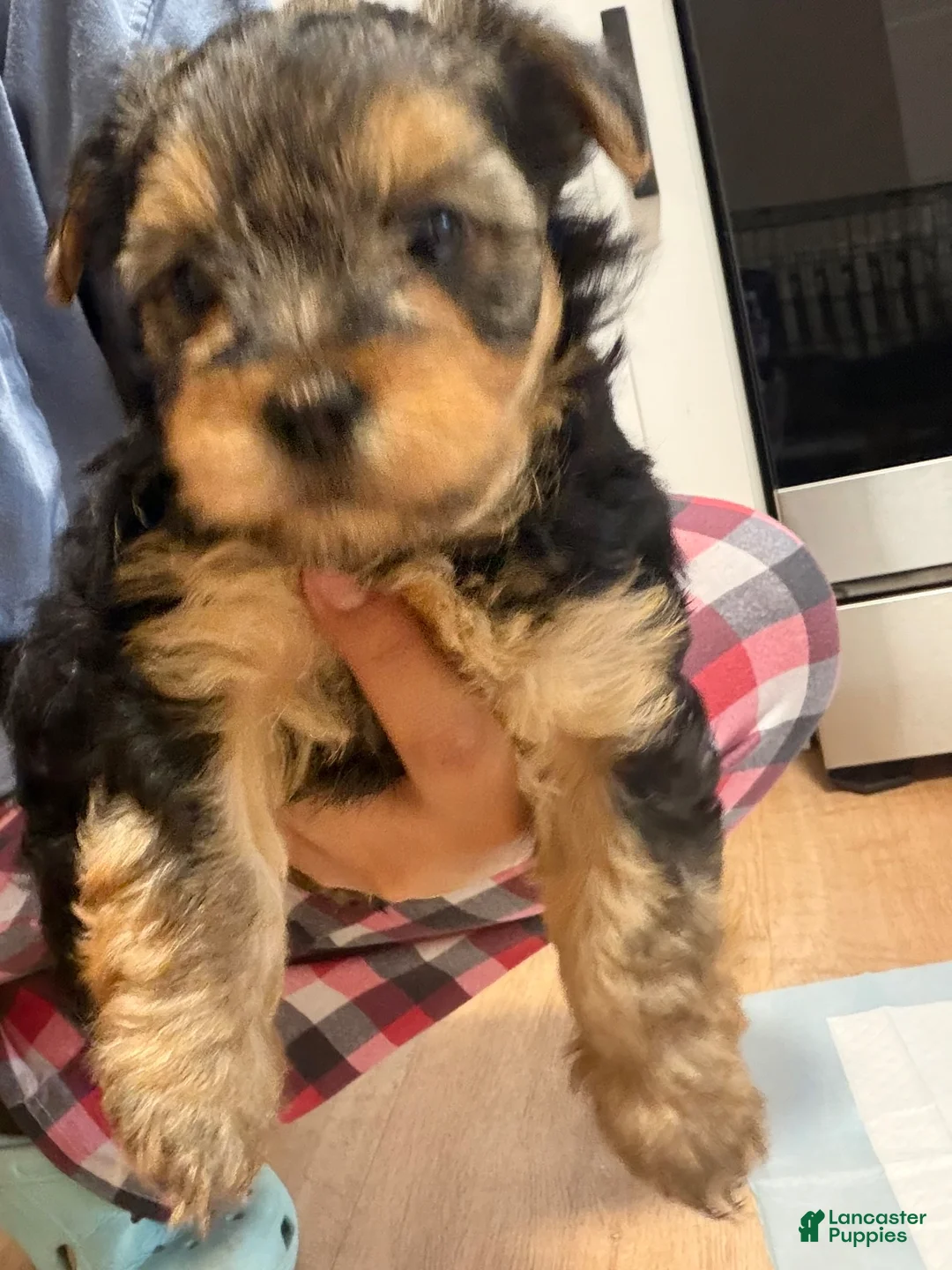 Yorkiepoo dogs for sale: Yorkiepoo Puppy 2 - Ad 1