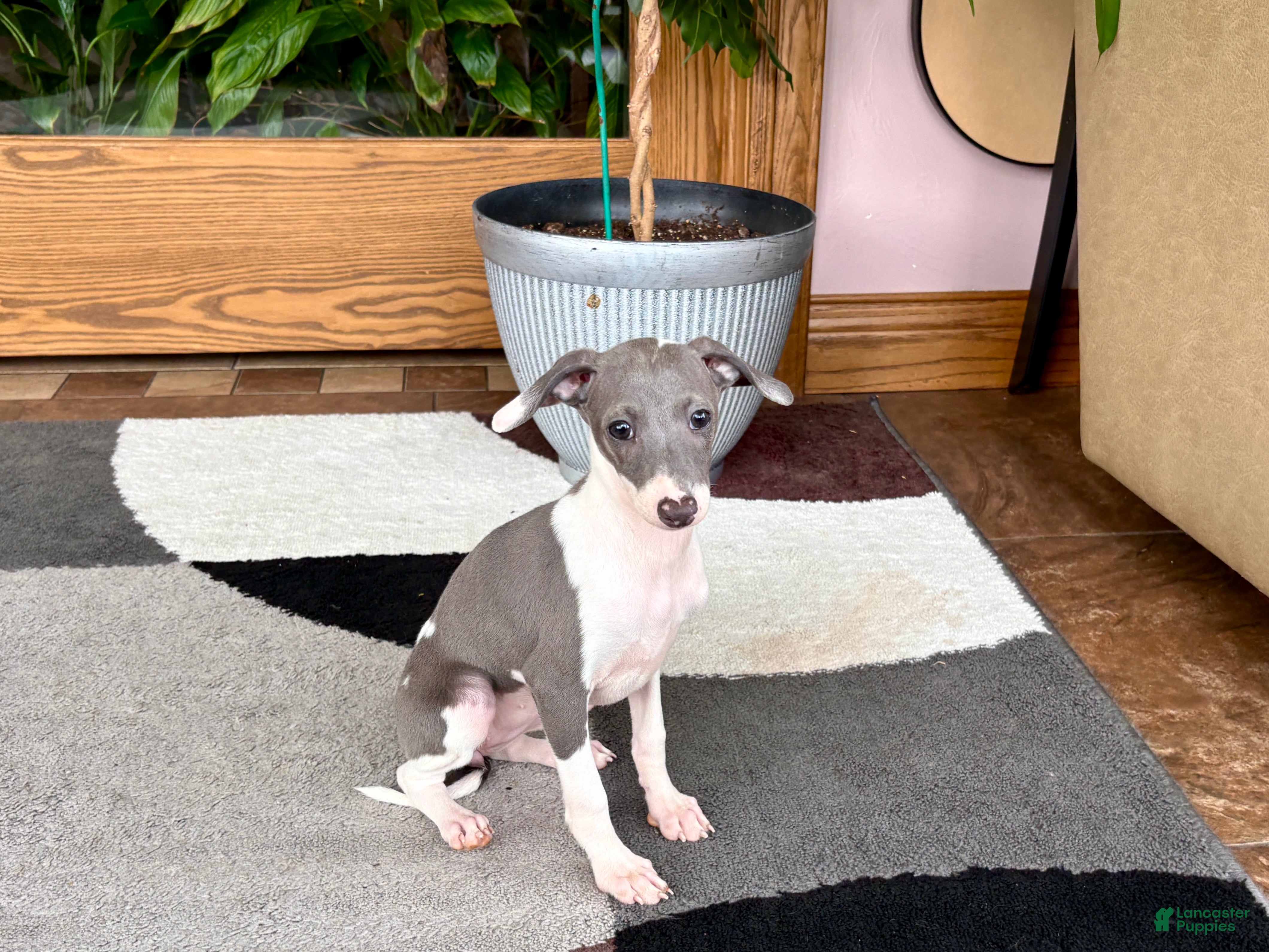 Italian Greyhound dogs Sydney  - Ad 2