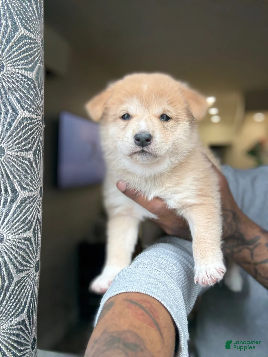 Shiba Inu dogs for sale: Chanel - Ad 2