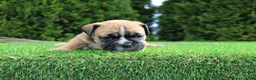 English Bulldog dogs for sale: Duke - Ad 4