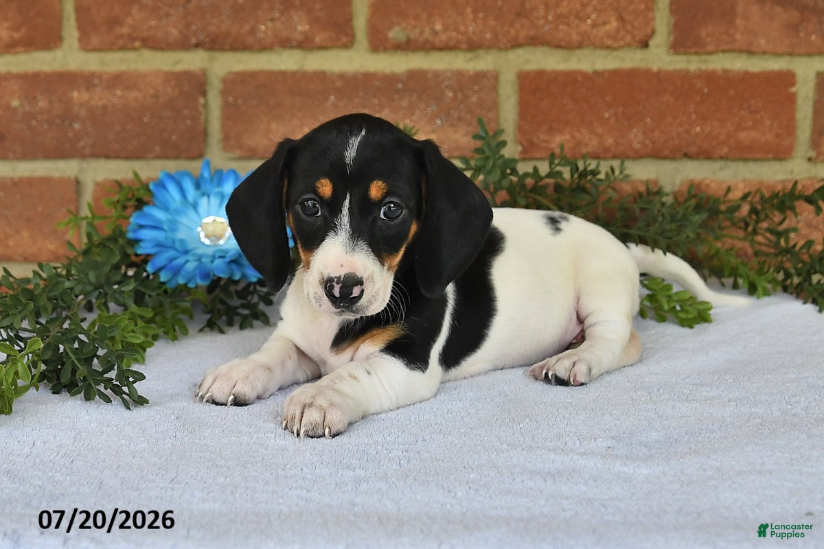 Miniature Dachshund dogs Jody - Ad 2