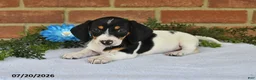 Miniature Dachshund dogs for sale: Jody - Ad 2