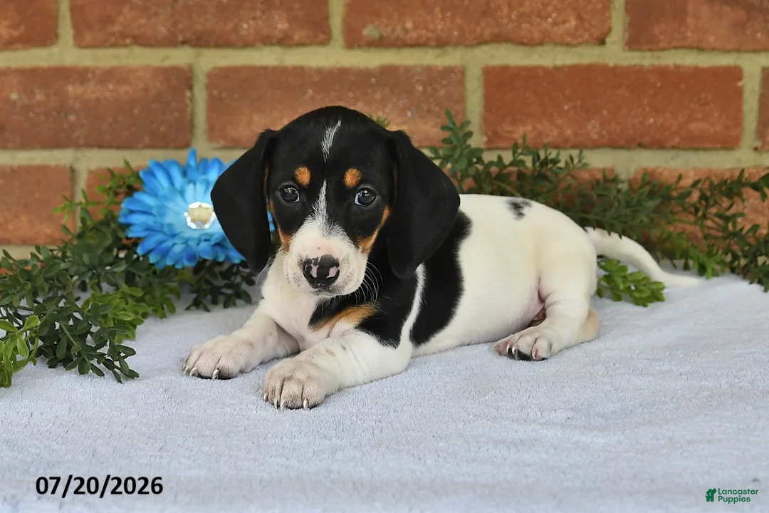 Miniature Dachshund dogs for sale: Jody - Ad 2