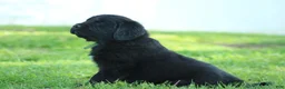Newfoundland dogs for sale: Hugo - Ad 5