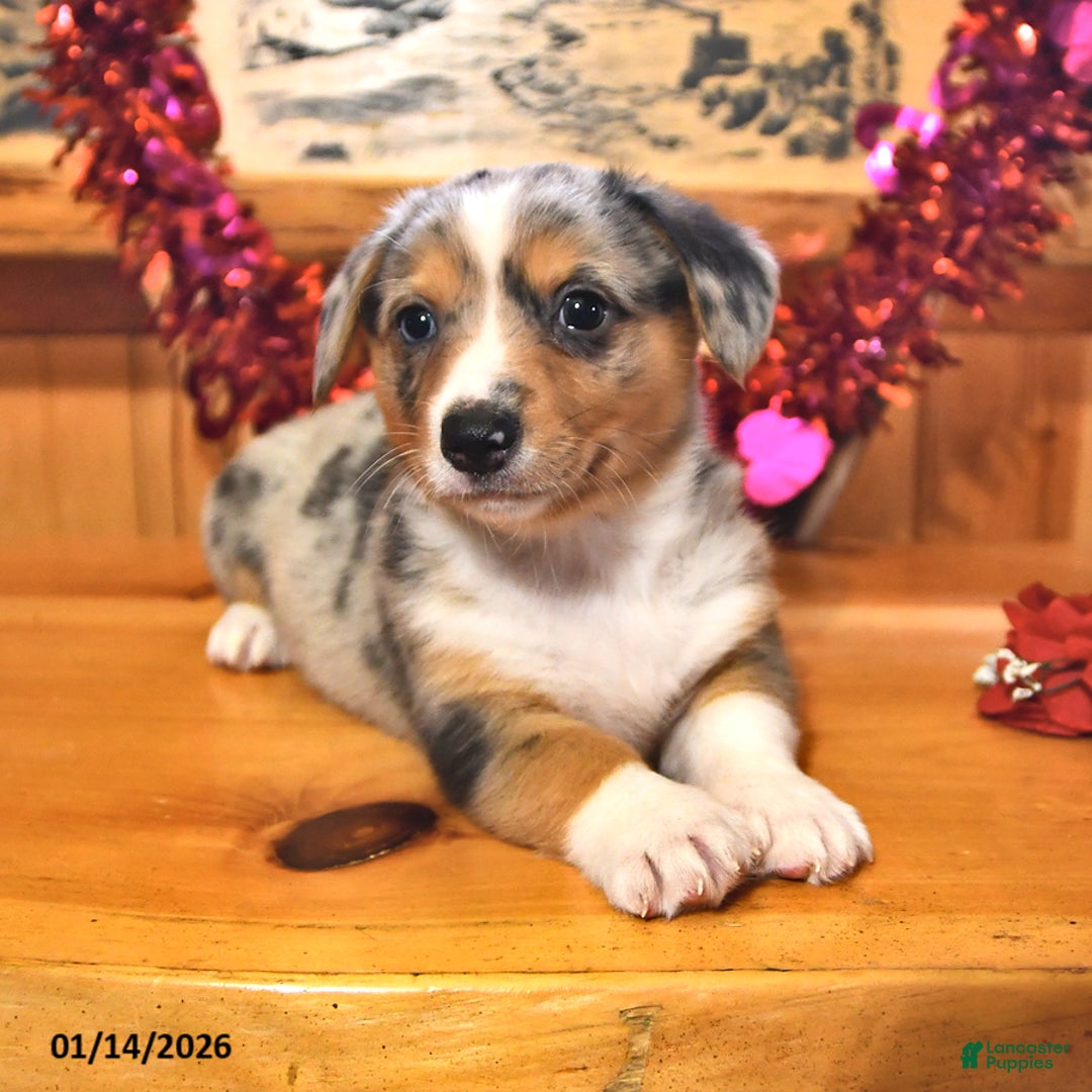 Welsh Corgi Pembroke dogs for sale: Smokey - Ad 3