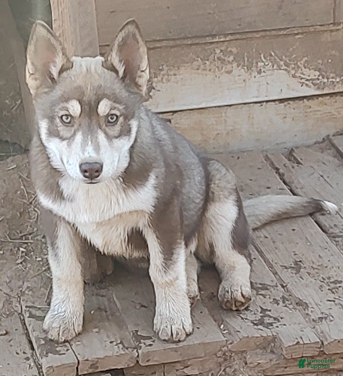 Siberian Husky dogs Siberian Husky Puppy 4 - Ad 42