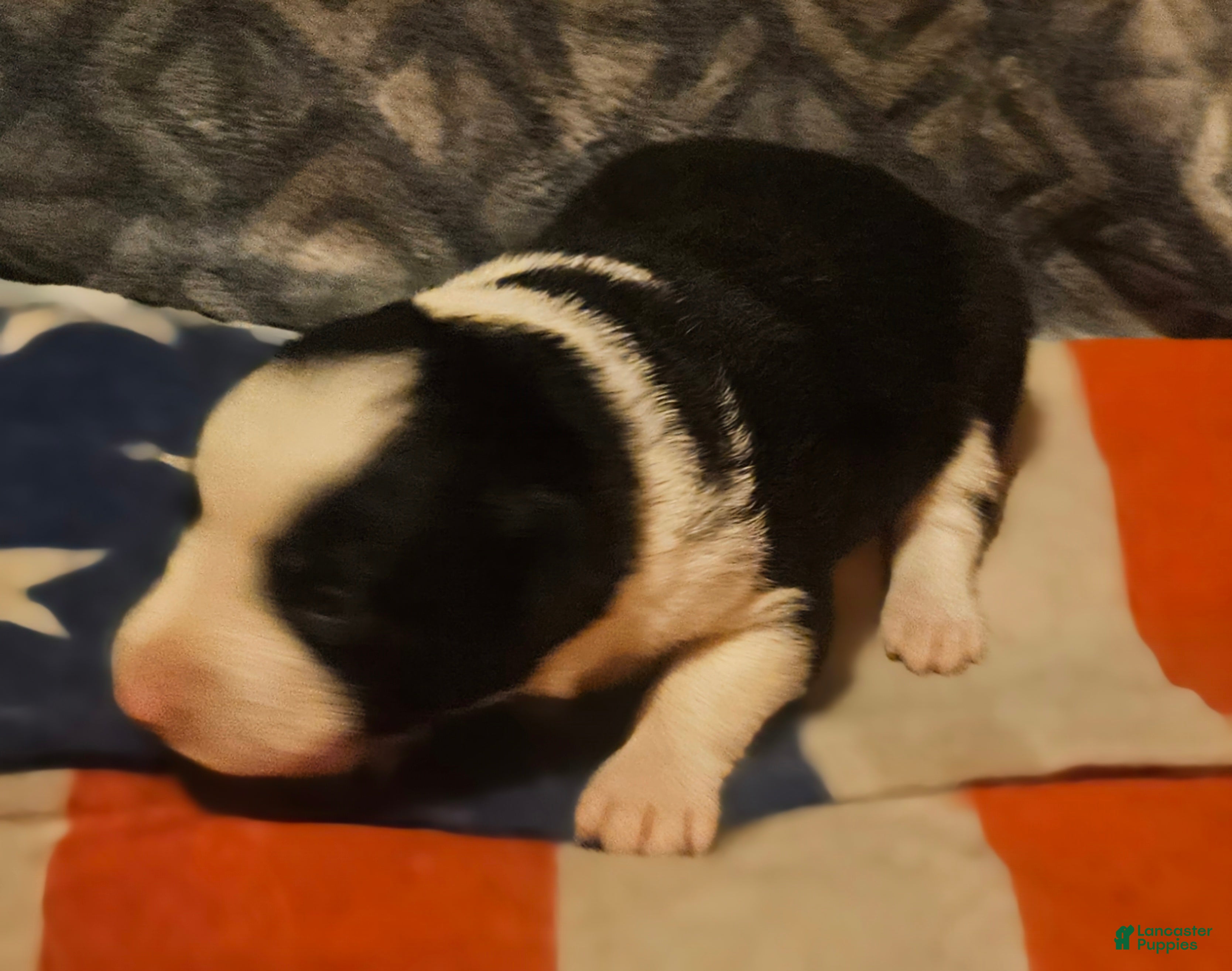 Border Collie dogs Franney - Ad 34