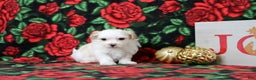 Maltipoo dogs for sale: Isaiah - Ad 4