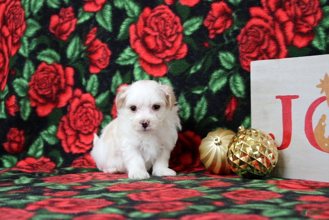 Maltipoo dogs for sale: Isaiah - Ad 4