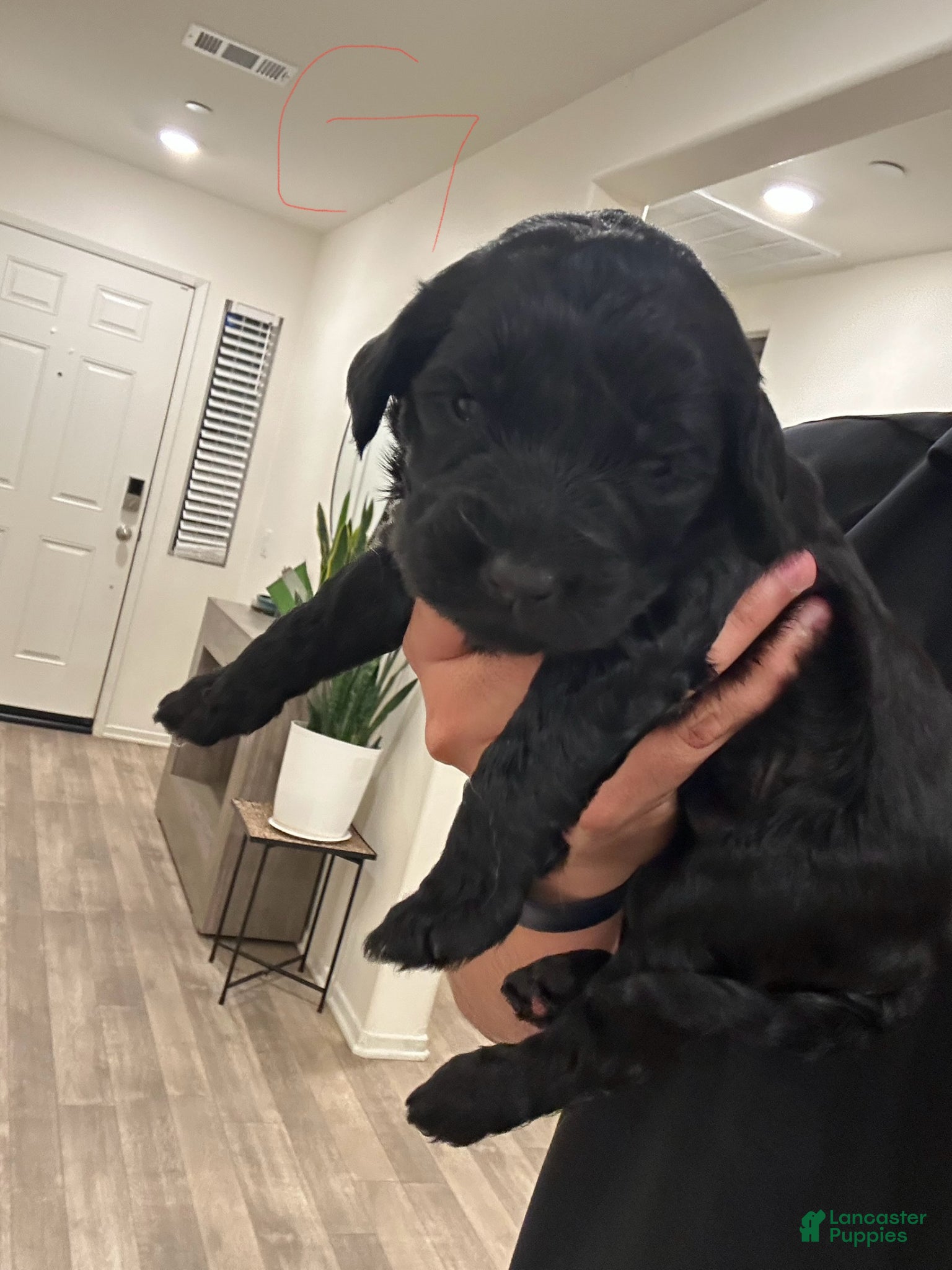 Goldendoodle dogs Goldendoodle Puppy 11 - Ad 9