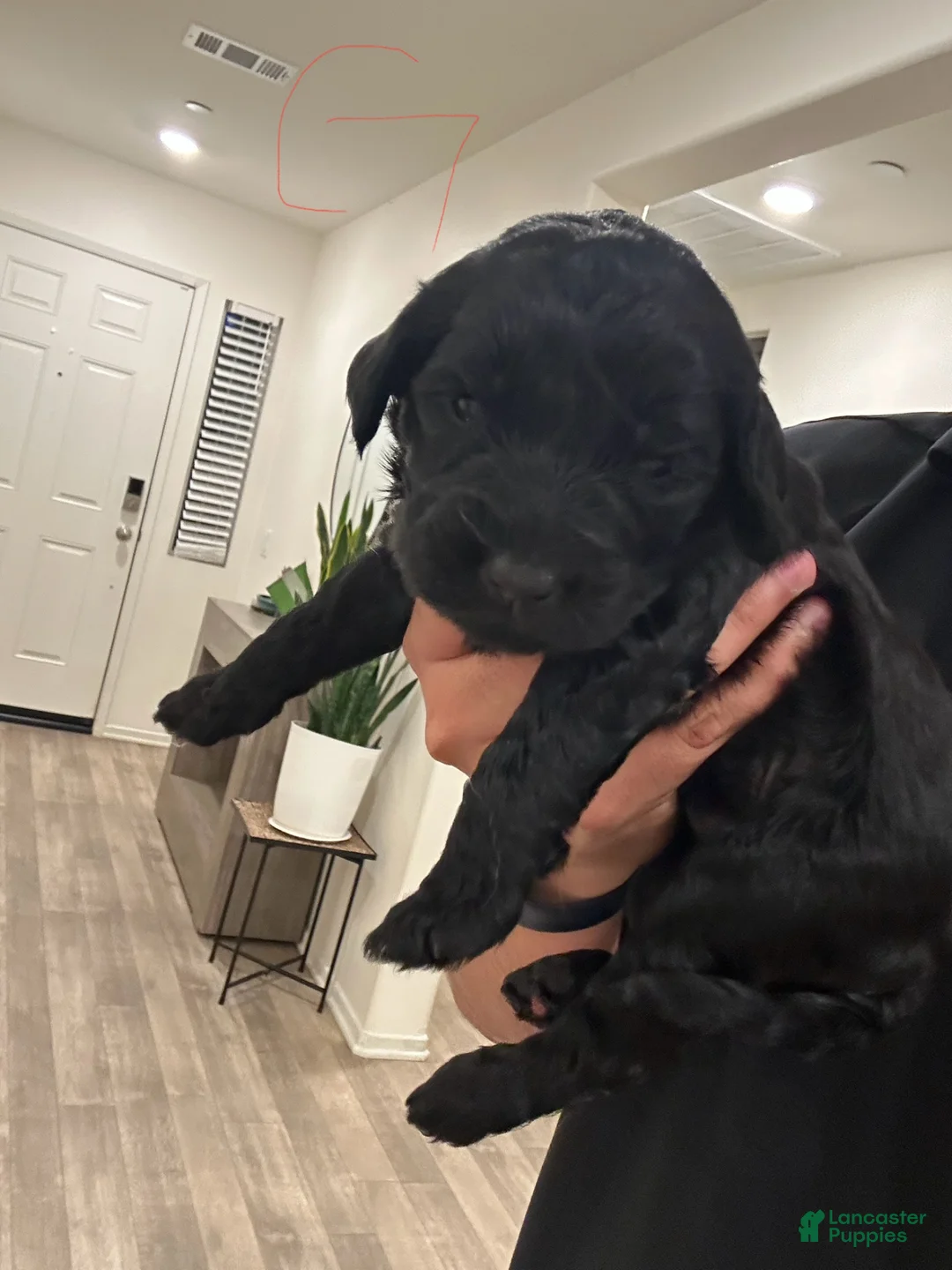 Goldendoodle dogs for sale: Goldendoodle Puppy 11 - Ad 1