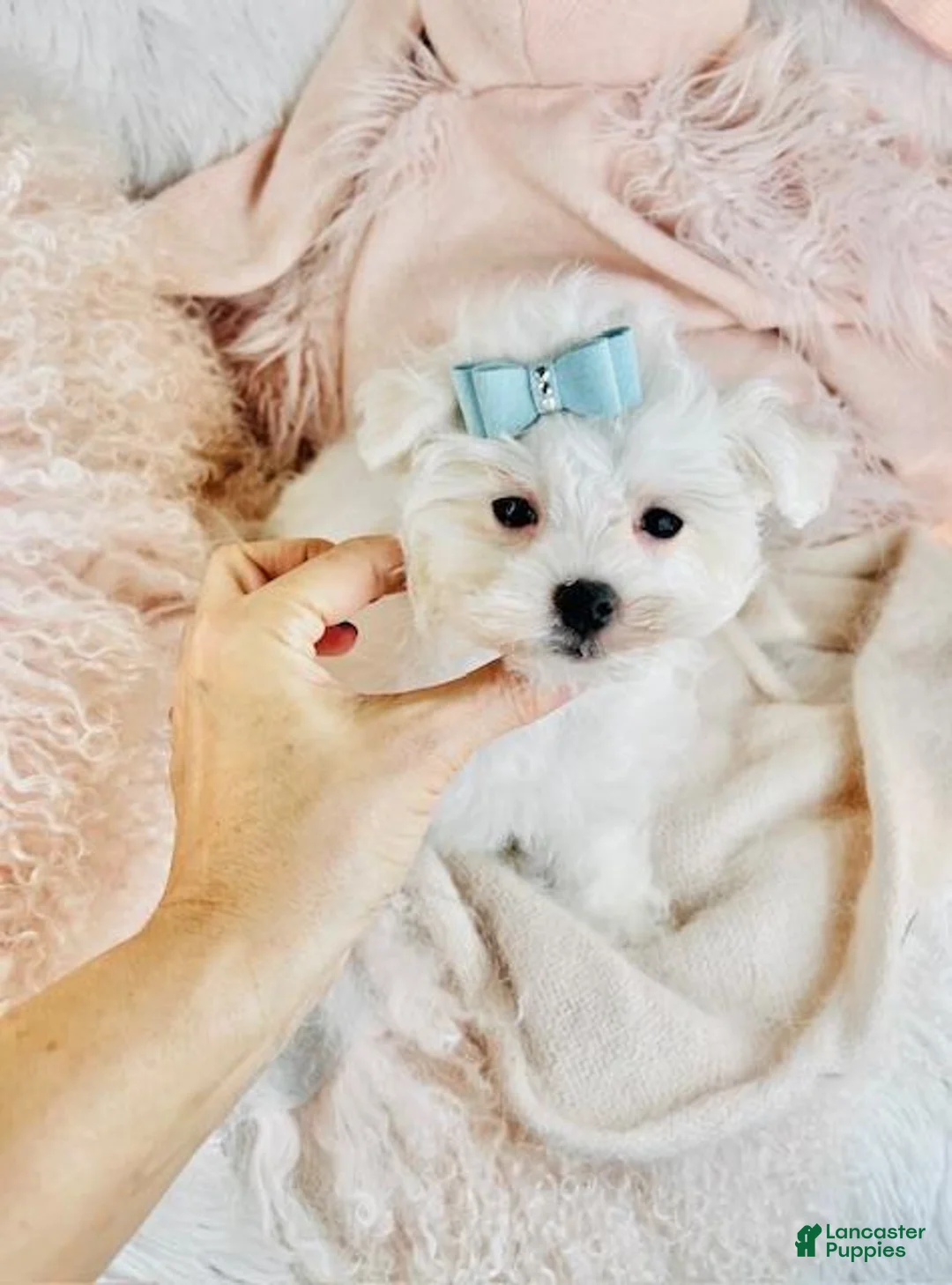 Maltese dogs for sale: Maltese Puppy 1 - Ad 3