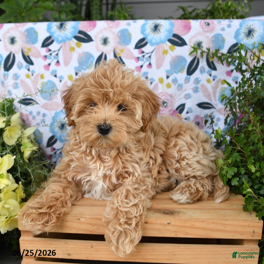 Maltipoo dogs Janie - Ad 1
