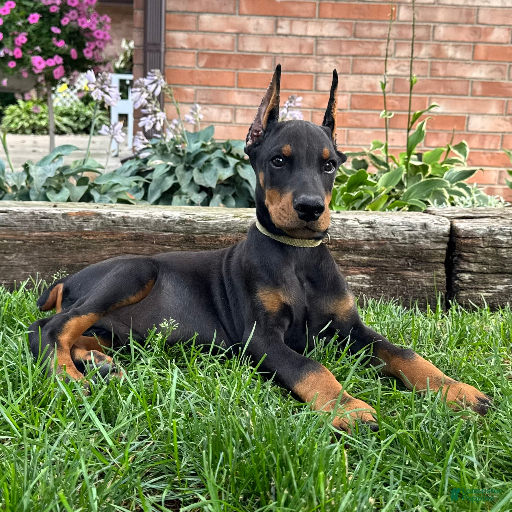 Doberman Pinscher dogs Ankor - Ad 1