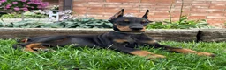 Doberman Pinscher dogs for sale: Ankor - Ad 1