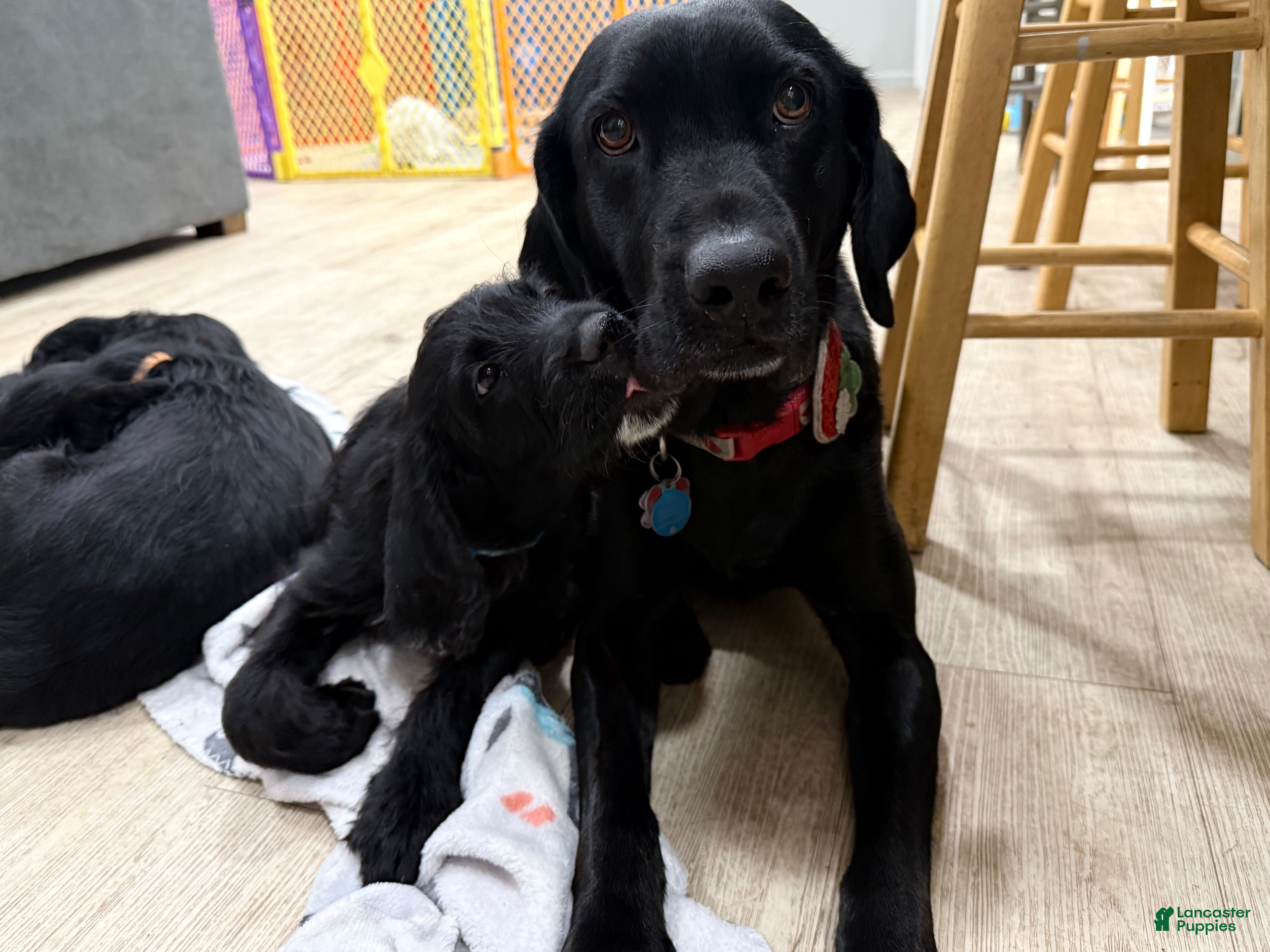 Labradoodle dogs Labradoodle Light Blue - Ad 2