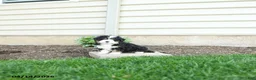 Bernedoodle dogs for sale: Gunner - Ad 5