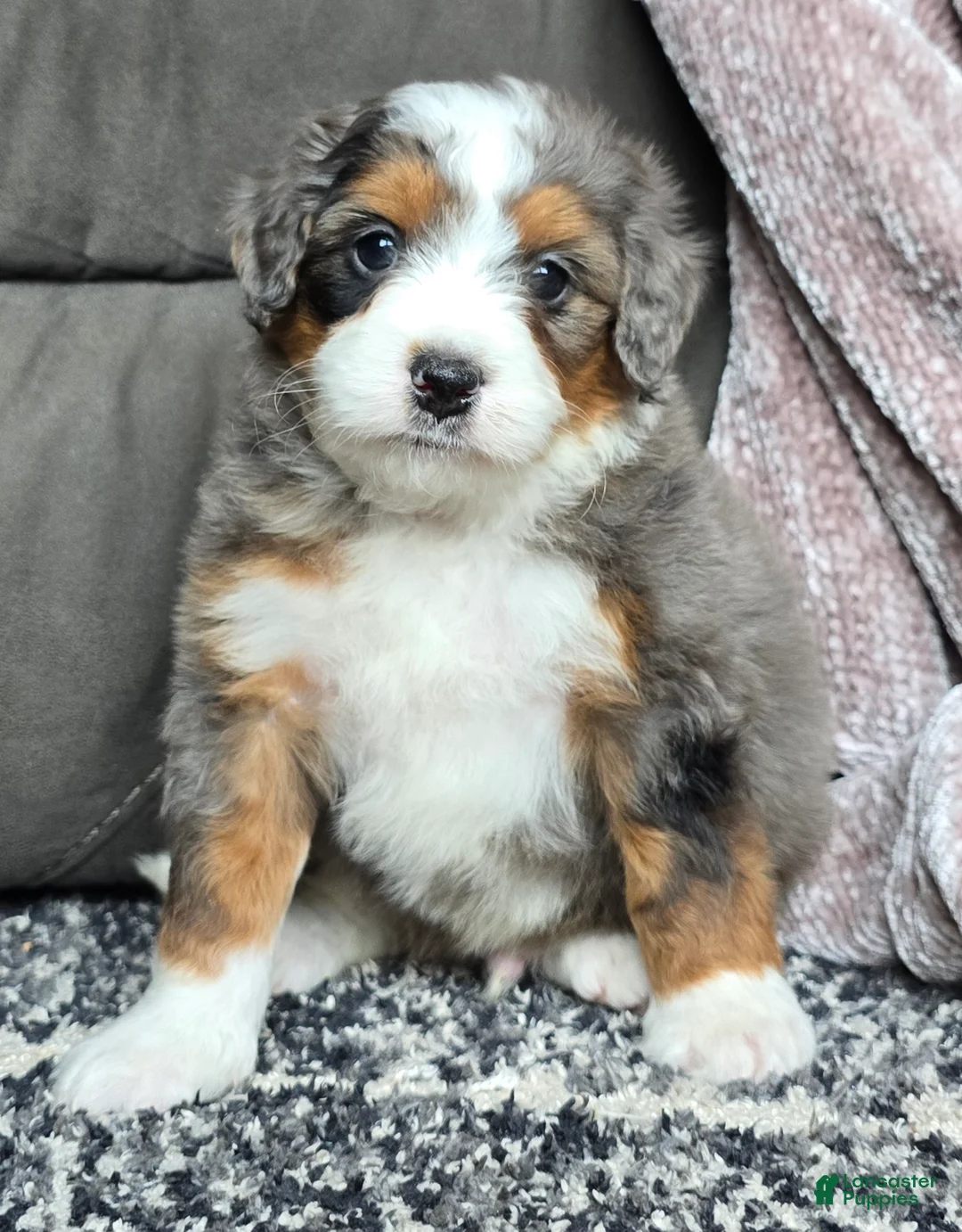 Mini Bernedoodle dogs for sale: Mini Alfie - Ad 9