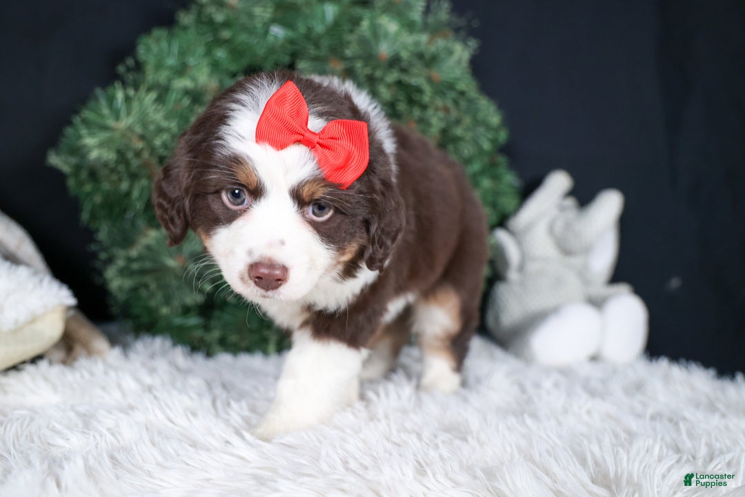 Miniature Australian Shepherd dogs for sale: SALLY - Ad 5