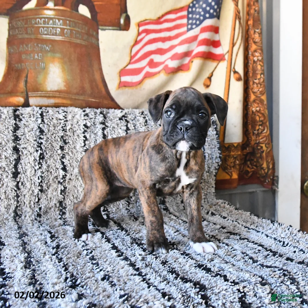 Boxer dogs for sale: Bonnie - Ad 4