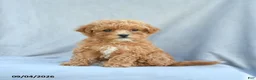 Bichpoo dogs for sale: Zoey - Ad 4