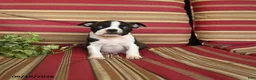 Boston Terrier dogs for sale: Peter - Ad 2