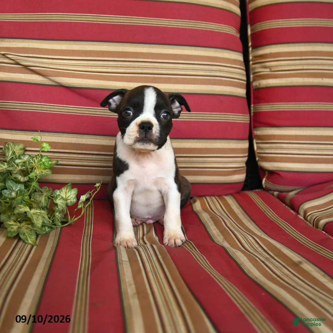 Boston Terrier dogs for sale: Peter - Ad 2