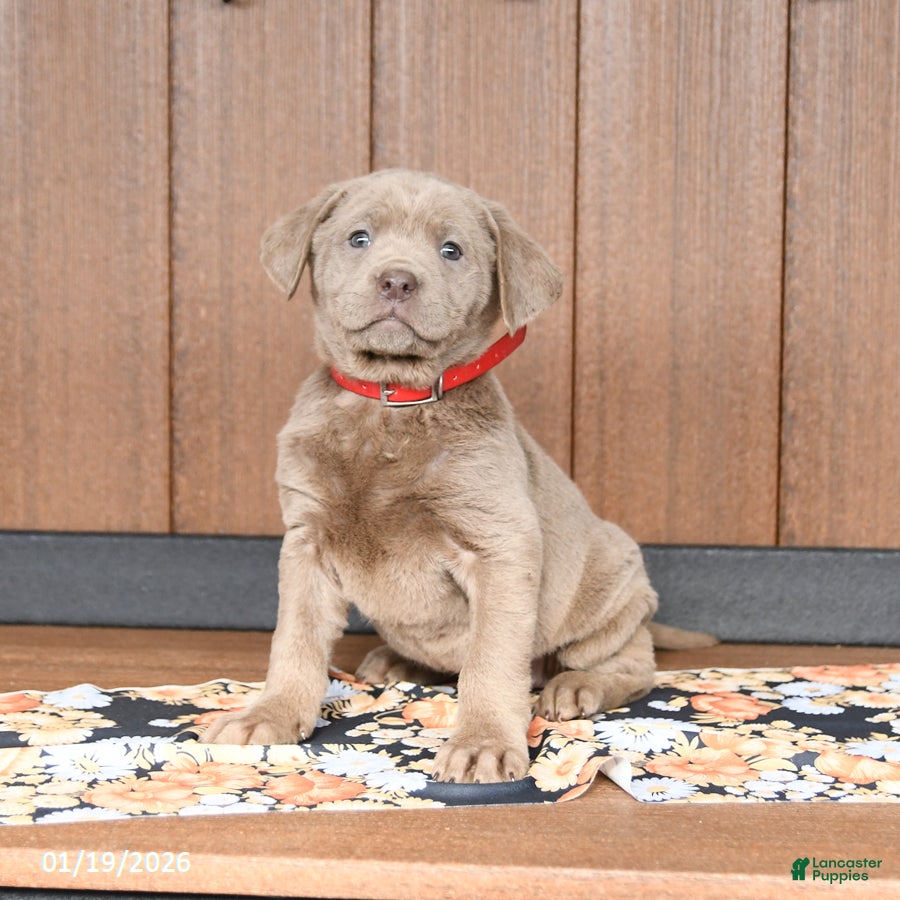 Labrador Retriever dogs Waffles - Ad 2