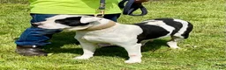 American Bulldog dogs for sale: Male 2 - Ad 3