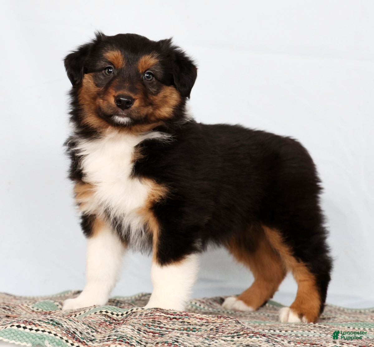 Australian Shepherd dogs Jesse - Ad 1