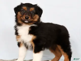 Australian Shepherd dogs for sale: Jesse - Ad 4