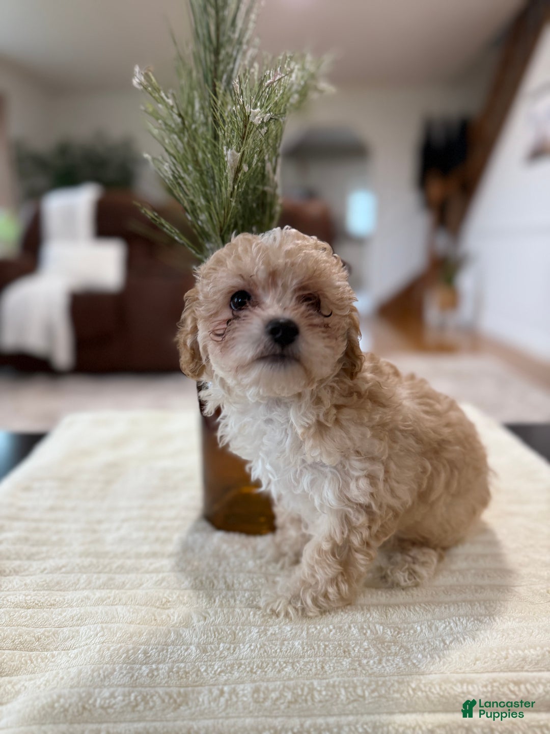 Maltipoo dogs for sale: Oden - Ad 8
