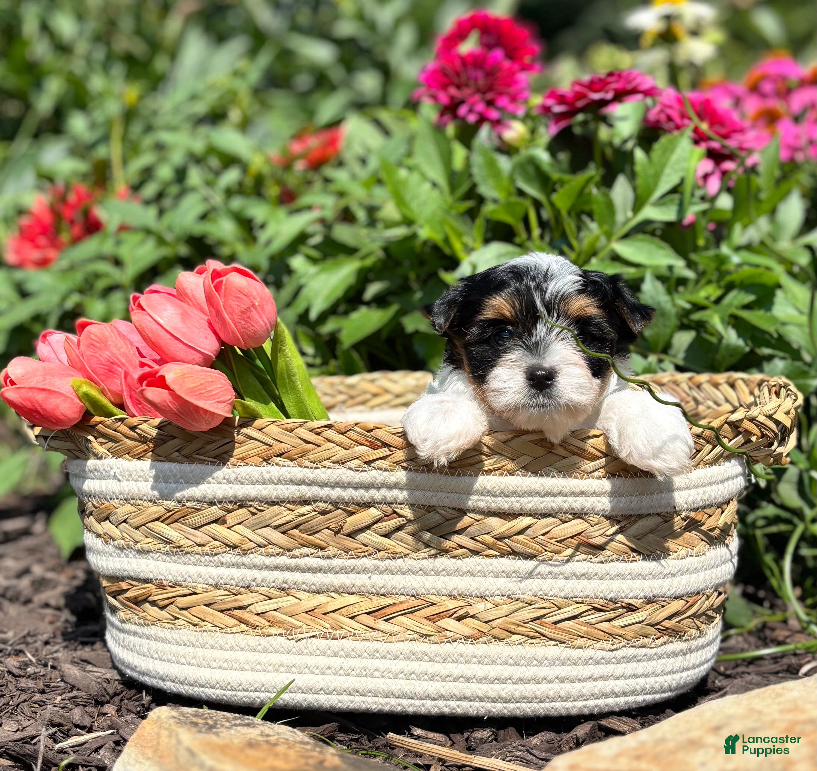 Biewer Terrier dogs Biewer Terrier 3 - Ad 2